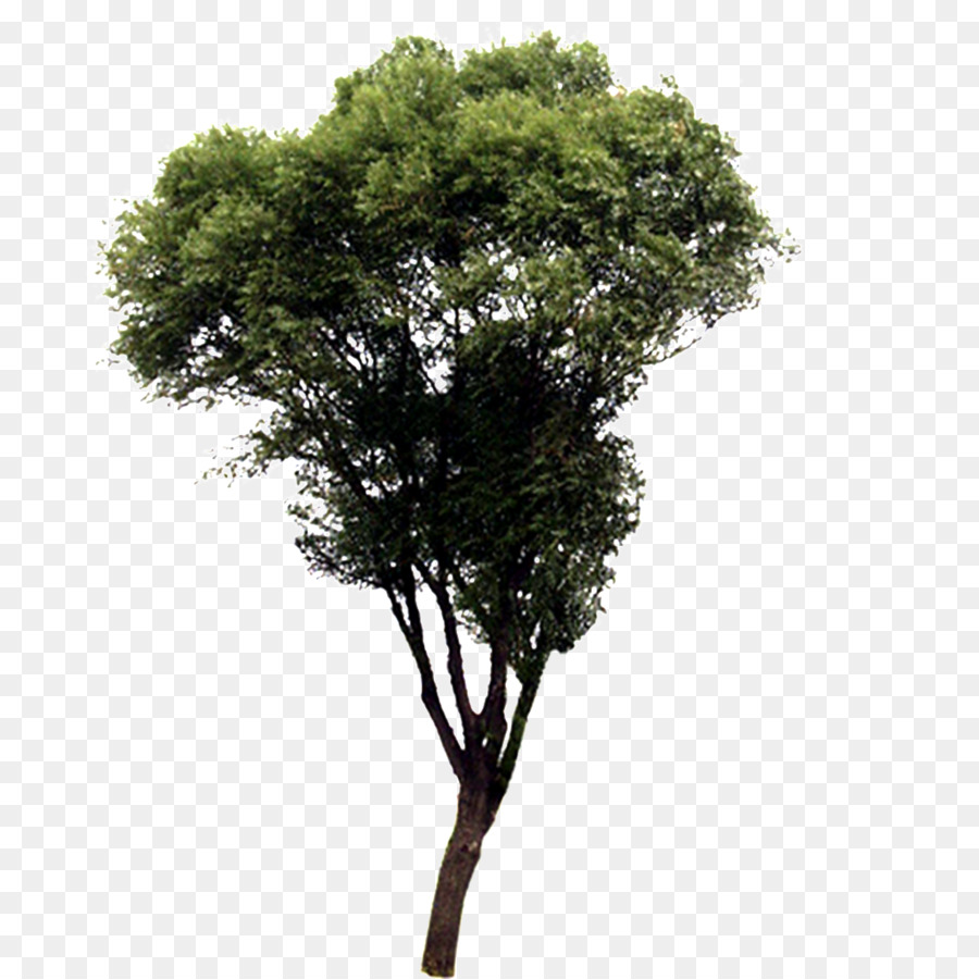 Cinese di abete, albero di Maidenhair Scaricare Pino - alberi verdi