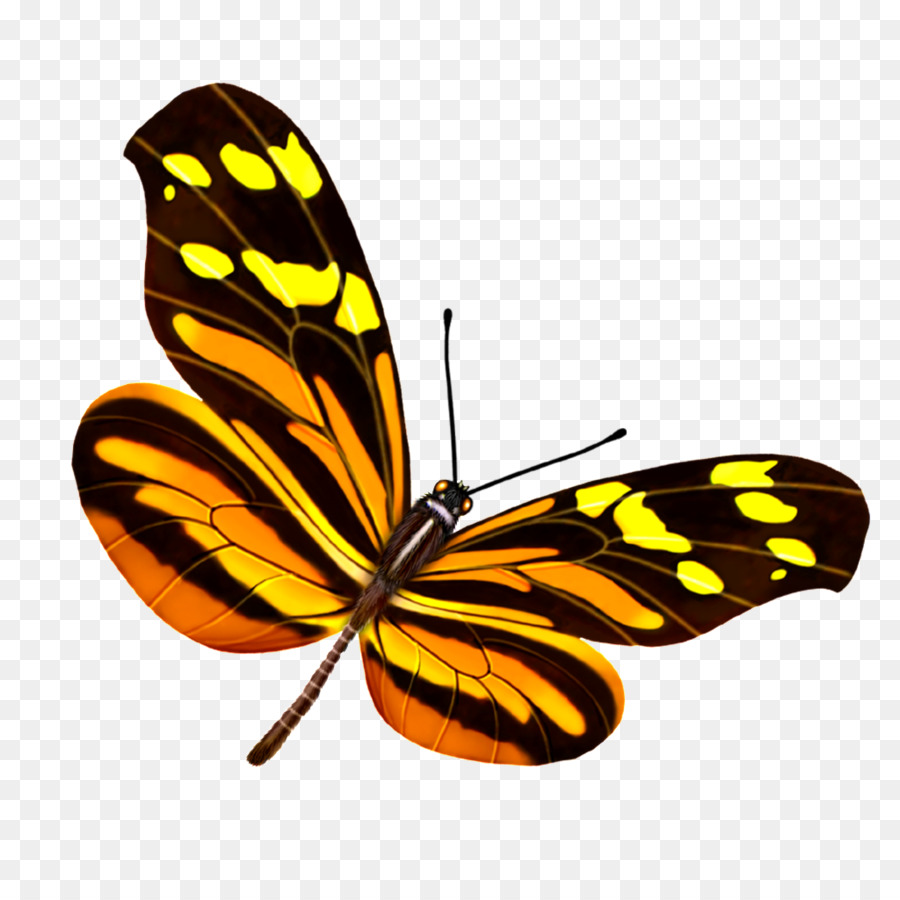 Schmetterling Insekt Portable Network Graphics Bild Mariposa - Herunterladen