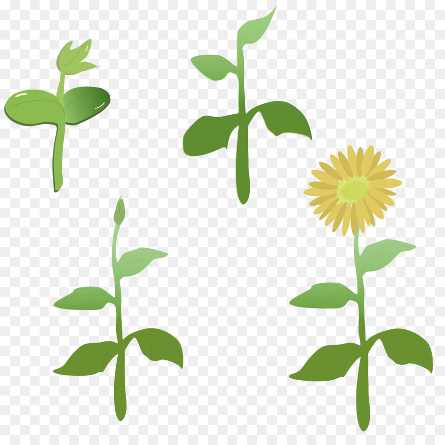 Cartoon Sunflower png is about is about Common Sunflower, Leaf, Flower, Pla...