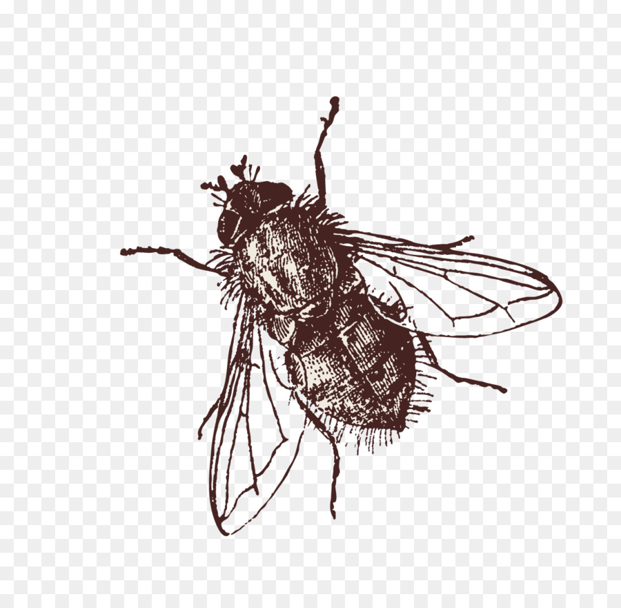 Clip-art Insekt-Bild Fliegen Portable Network Graphics - fliegt