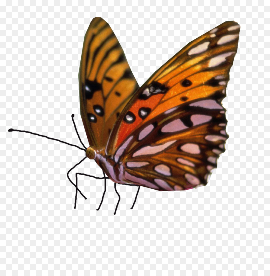 Clip-art-Portable Network Graphics Image Butterfly stock.xchng - Schmetterling