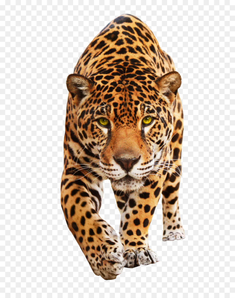 Jaguar Leopard Katze Tier Wandbild - Jaguar