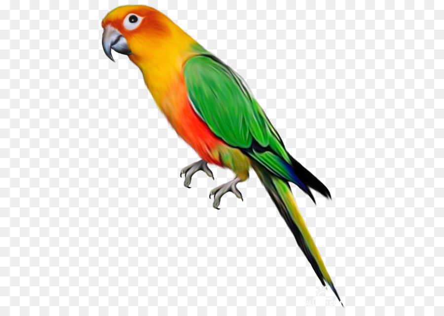 Parrot Pappagallino Ondulati Clip art - pappagallo