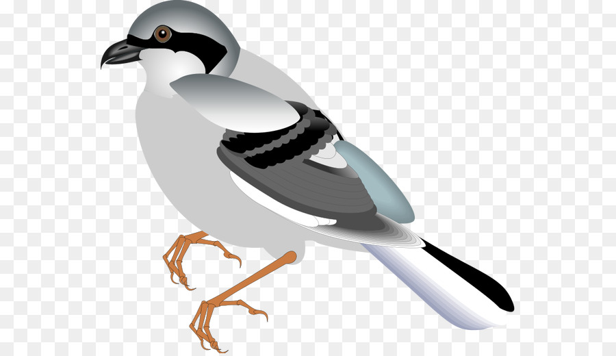 Chim Họa Clip nghệ thuật Sparrow Vịt - tình yêu chim