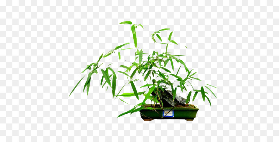 Rhapis excelsa Fishpole Bambus Bonsai Penjing - Interesse