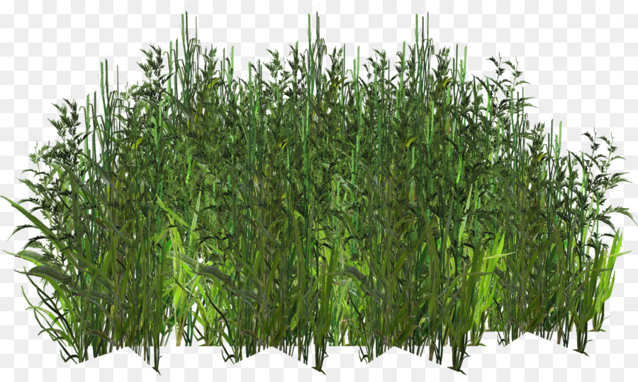Krautige pflanze Digitale Bild-Gras Portable Network Graphics Baum - gras