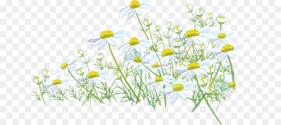 Daisy chung đồng Cỏ cỏ Cỏ La mã hoa cúc - cỏ