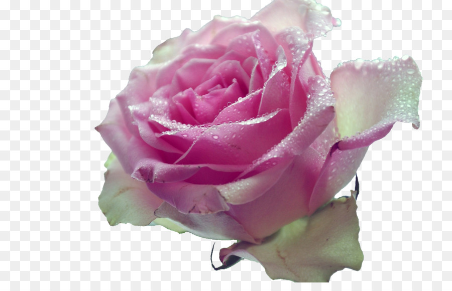 Garden Roses Pink Desktop Desktop-Metapher Blume - Rose