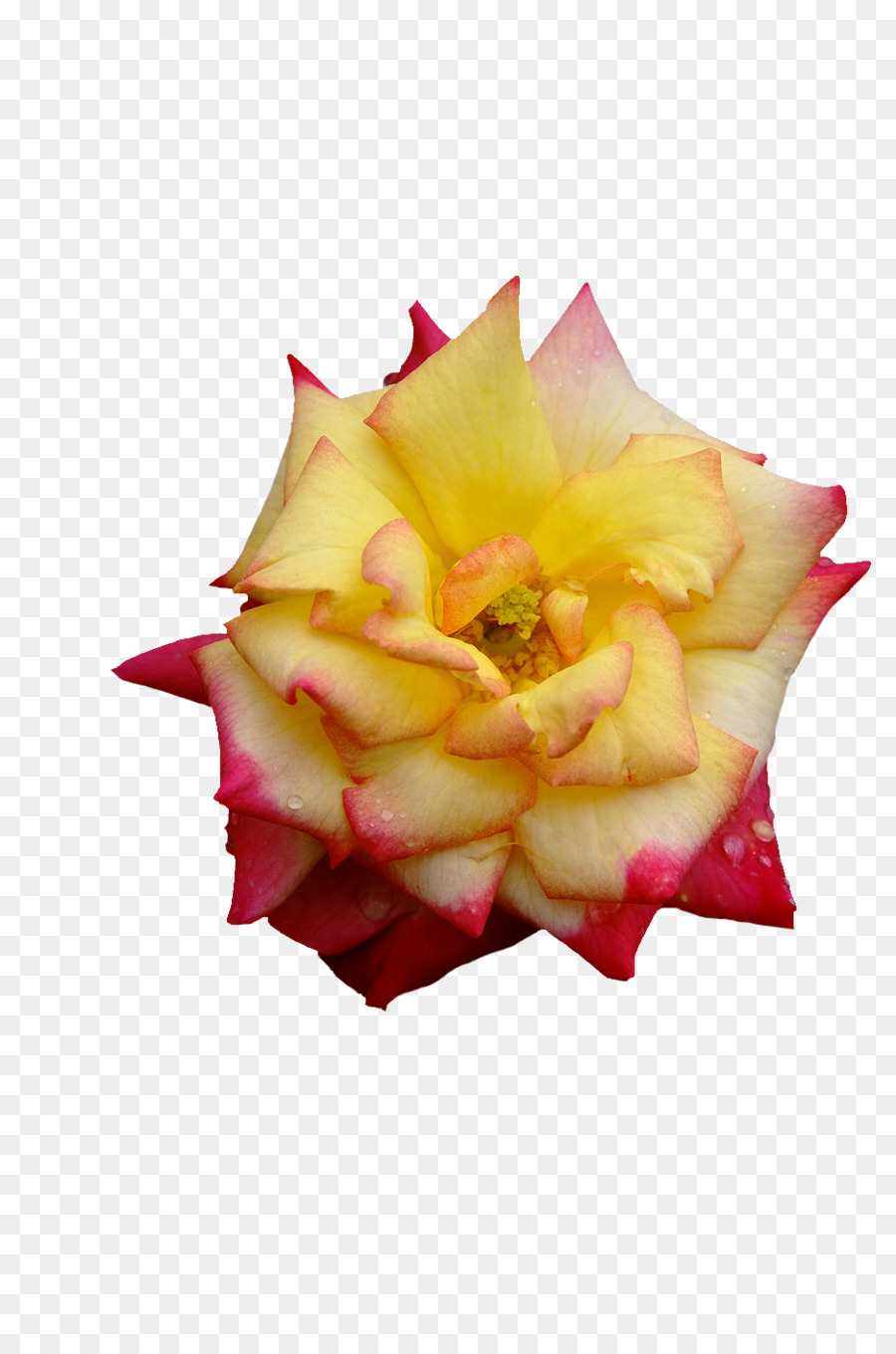Garten Rosen Schneiden, Blumen Blütenblatt - Rose