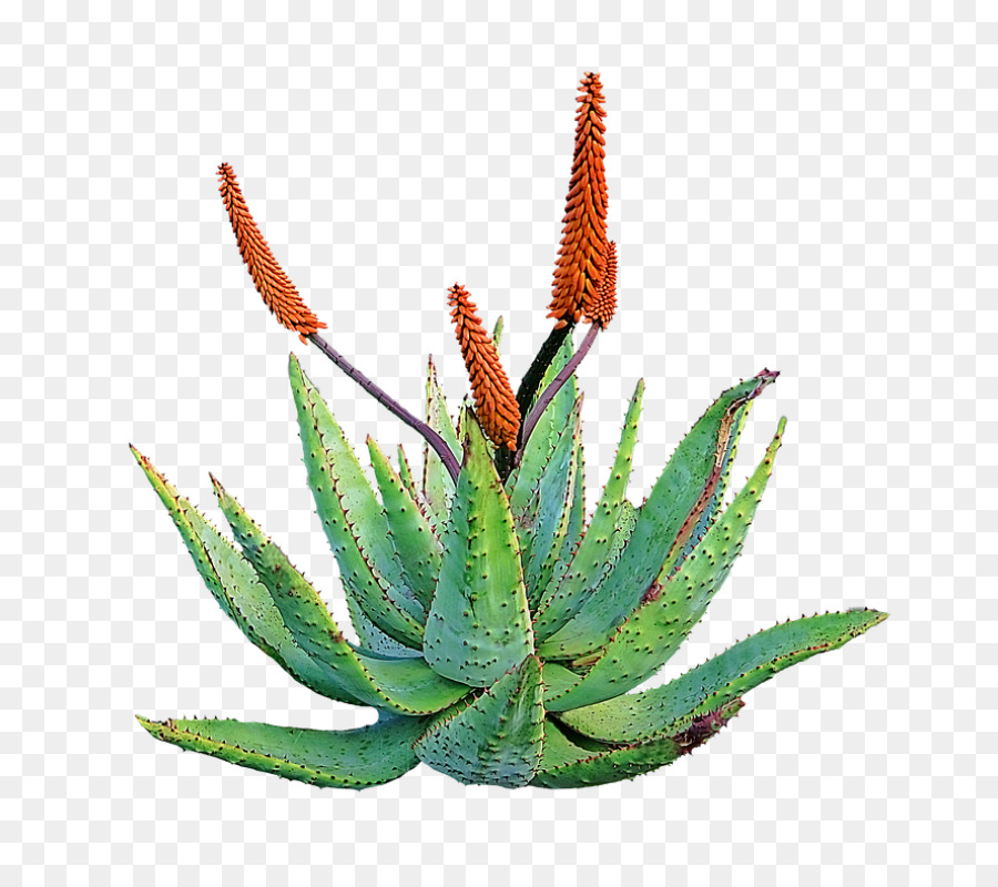 Aloe vera Medicinal plants, Medicine Leckeren plant Skin - 