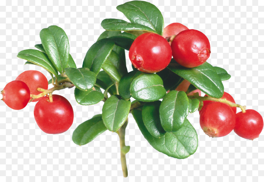 Lingonberry di Bacche di Frutta Europeo Estratto di mirtillo - bacche