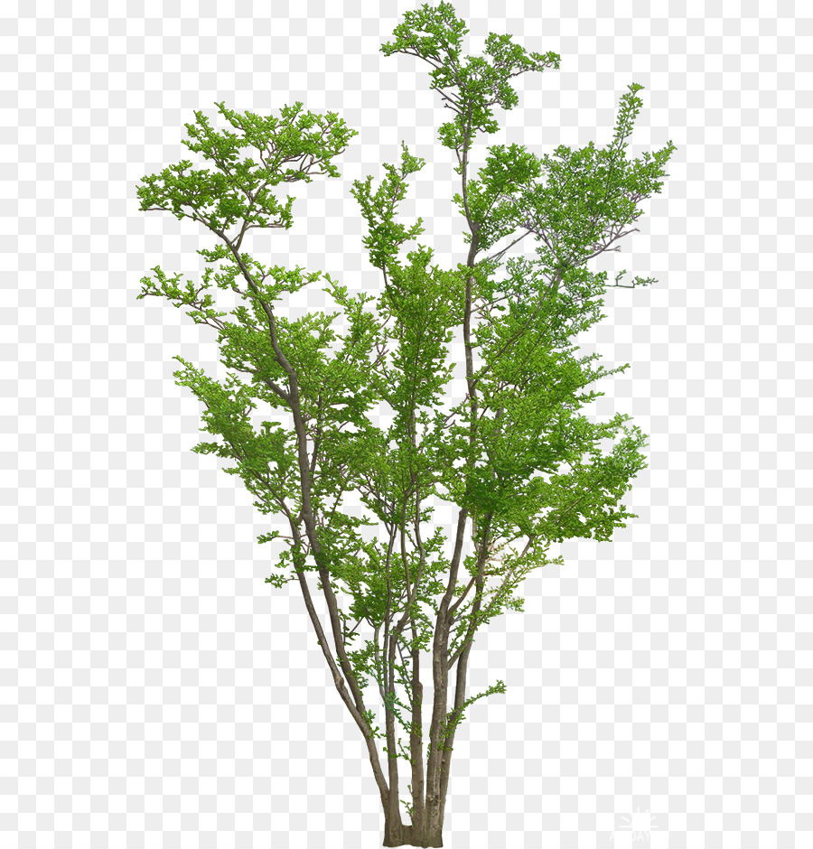 Pflanze Bäume und Sträucher Portable Network Graphics Image - Baum