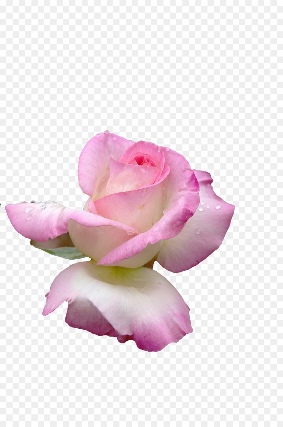 Le rose da giardino Cavolo Petalo di rosa fiori recisi - rosa