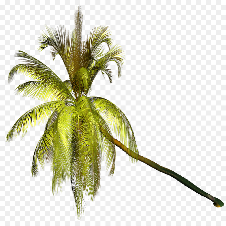 Palmen Portable Network Graphics Clip art Kokosnuss-Bild - Kokos