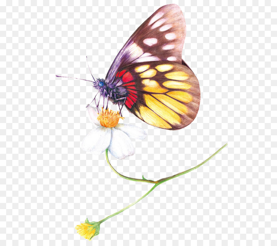 Farbige Bleistift-Zeichnung-Aquarell-Malerei - Insekt