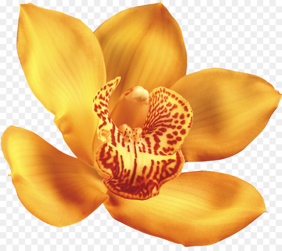 Portable Network Graphics Clip art Bild Blume Orchideen - blume