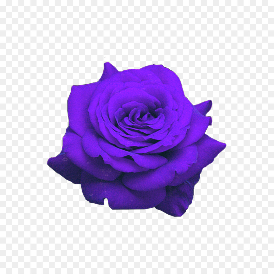 Le rose da giardino Portable Network Graphics Immagine Clip art - rosa