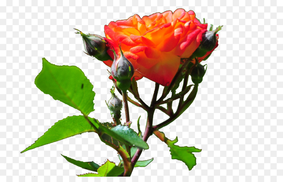 Le rose da giardino di Cavolo rosa Floribunda Bud fiori recisi - rosa