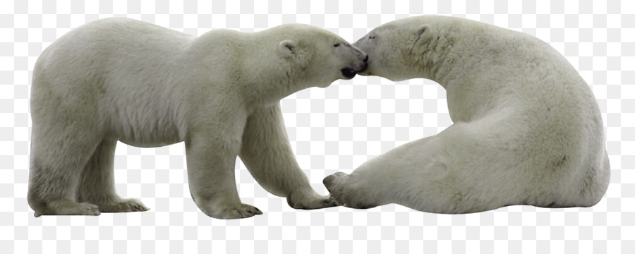 Gấu bắc cực đồ Họa Mạng Di động Ảnh đóng Gói tái Bút JPEG - Gấu bắc cực