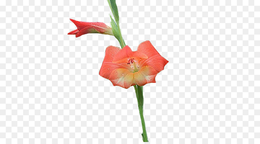 Amaryllis-Jersey-Lilie Schnittblumen Gladiolen Pflanzen-Stammzellen - Mut