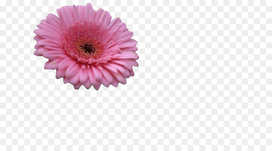 Chrysantheme Transvaal daisy-Schnitt-Blumen-Rosa-M - Gerbera