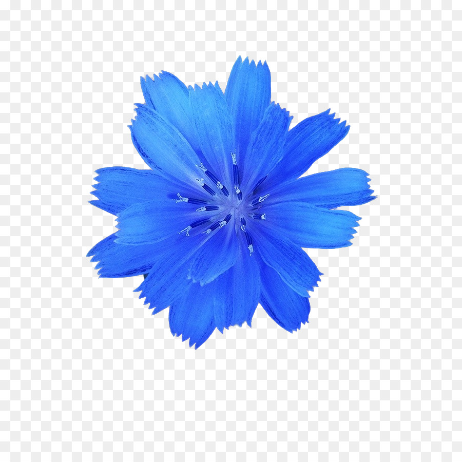 Blau stock photography Weiße Blume - Kosmos
