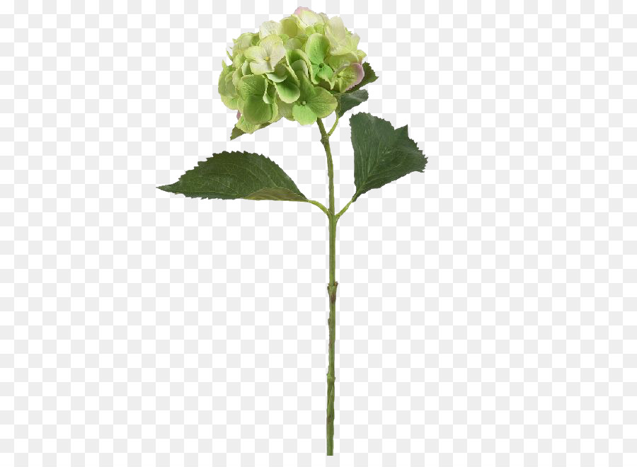 Hydrangea Pflanze, Stamm-Blatt-Schnitt-Blumen Blumentopf - Hortensie