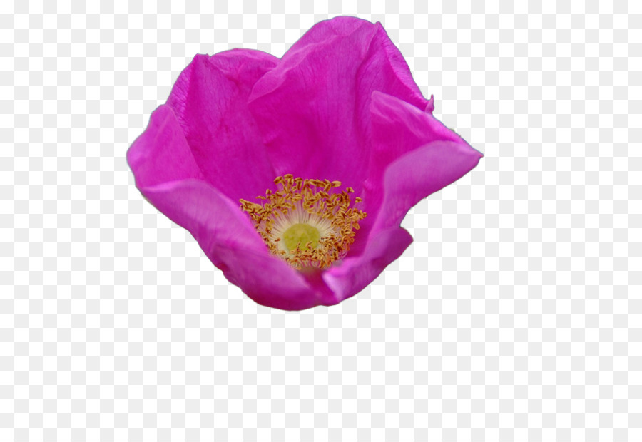 Naver Blog Mohn Opium poppy Petal - Narzissen