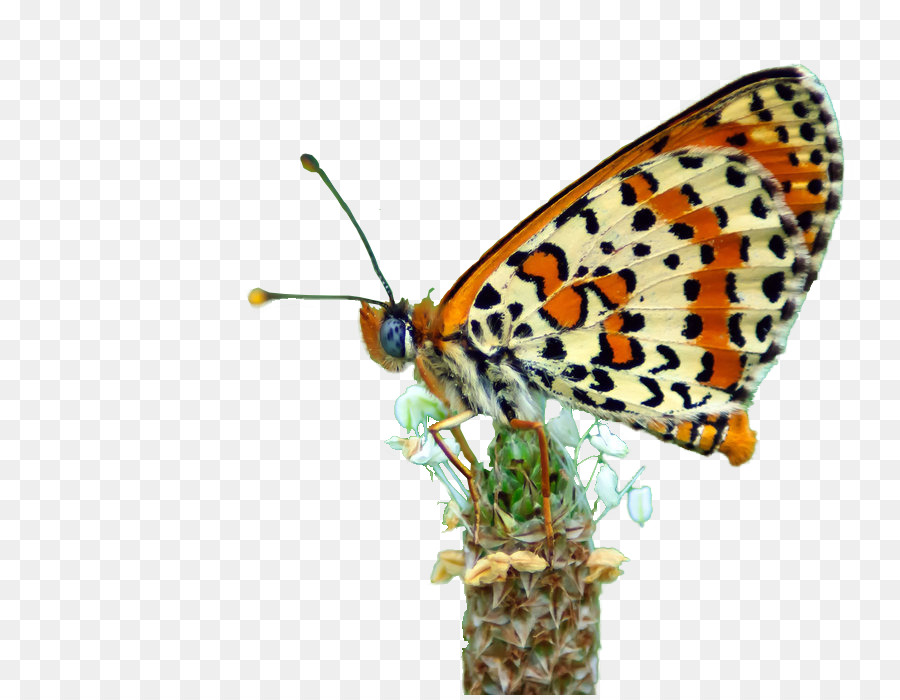 Monarch butterfly Bläulinge Pinsel-footed Schmetterlinge Pieridae Falter - Libellen