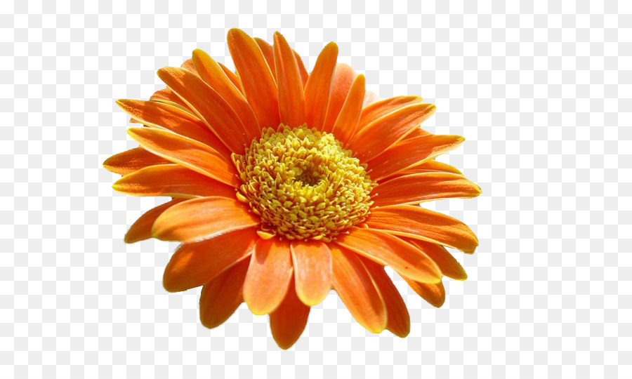 Transvaal daisy Chrysanthemen Schnittblumen Orange S. A. - Gerbera