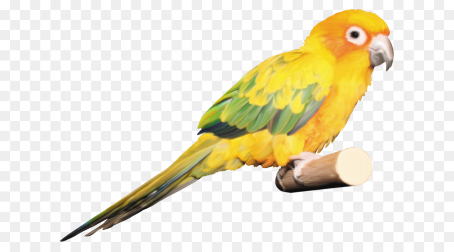 Wellensittich Wellensittich Papagei Ara - Papagei