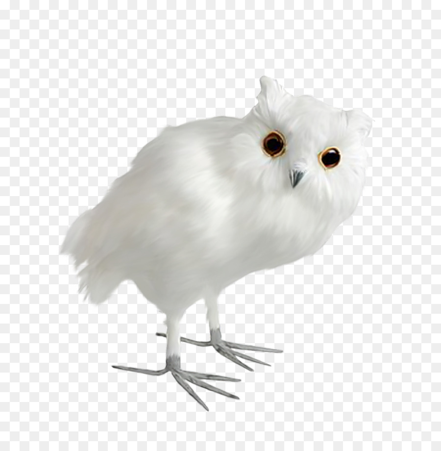 Snowy owl Uccello Clip art Allocco - gufo