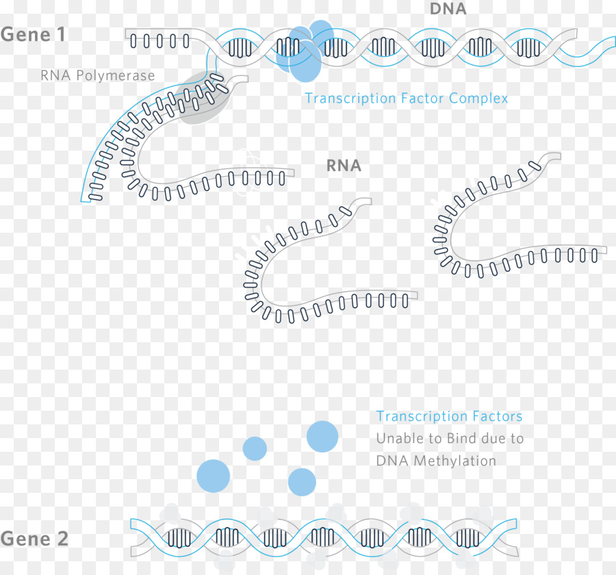 Il fattore di trascrizione di Metilazione del DNA RNA - agouti illustrazione