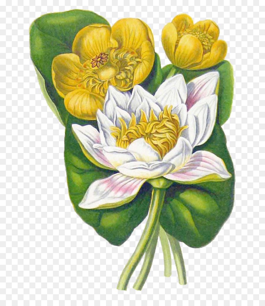 Ninfea bianca, Giallo, giglio di Acqua di Fiori illustrazione botanica Botanica - Vintage fiore
