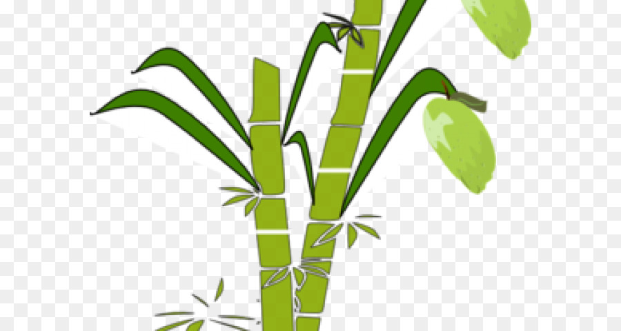 Người ta sử dụng phần nào của cây mía để trồng  SGK Khoa học lớp 5