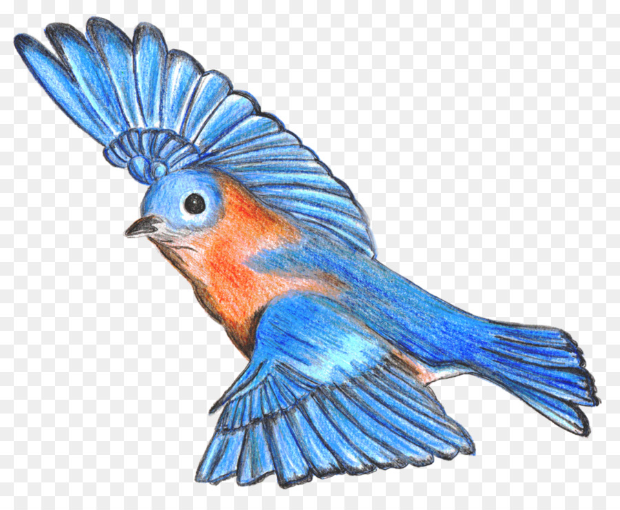 Mountain bluebird Zeichnen Bluebird des Glücks Wellensittich - Vogel