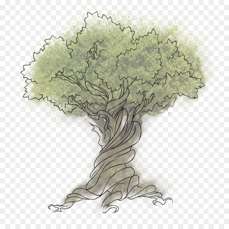 Abbildung-Skizze-Vector-graphics-Baum - pazifische nordwestliche einheimische Pflanze