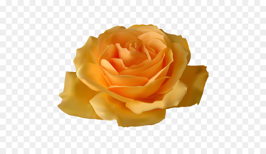 Le rose da giardino Fiore di grafica Vettoriale, Clip art - immagine fiore
