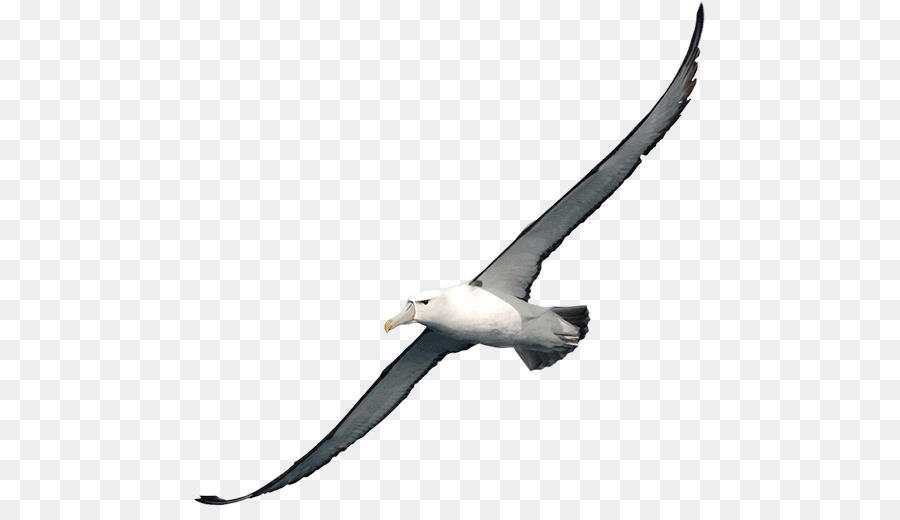 Clip nghệ thuật Di động Mạng đồ Họa Ảnh Albatross đồ họa Véc tơ - Albatross