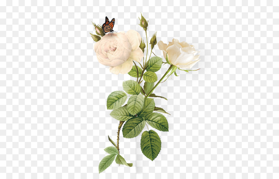Schlüsselanhänger Portable Network Graphics Bild Gratis Geschenk - rose pflanze