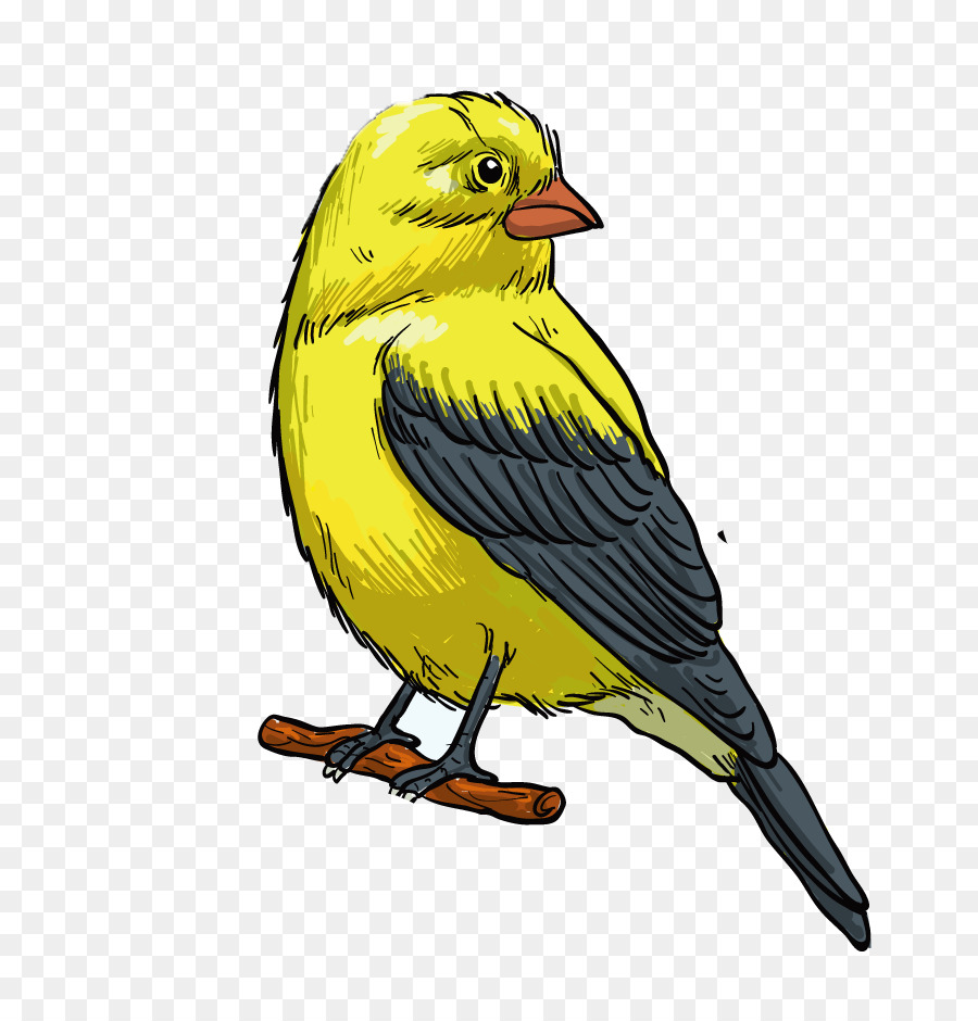Vogel-Finken Illustration Schnabel - braver Vogel