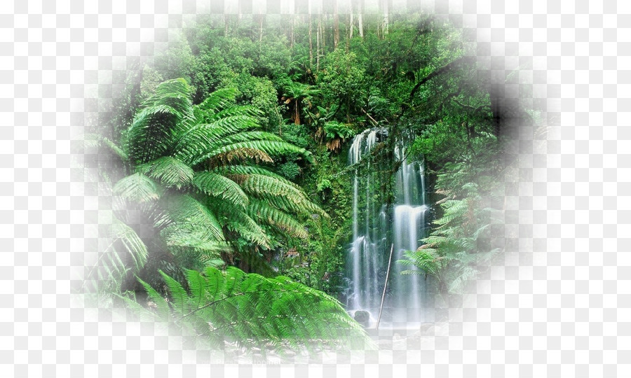 Tropischer Regenwald Amazonas-Regenwald, Tropischer Regenwald, Tropen - Wald