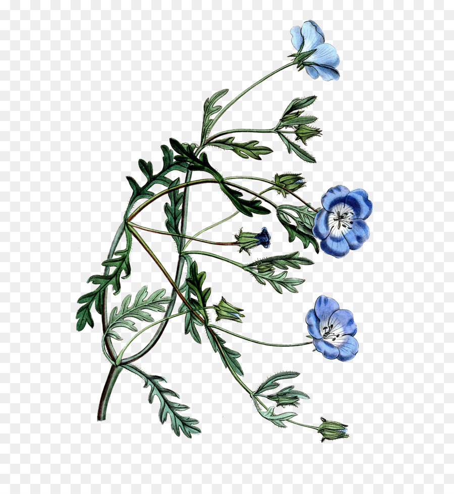 Hoa Lá thiết kế Hoa Chicory gốc Thực vật - hoa bản vẽ
