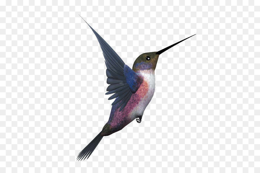 Eurolische Elster des tragbaren Netzgummibildes Kolibri - Fotografie hd