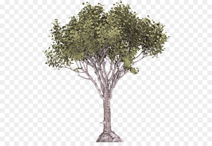 Stone pine Tree Illustration Wacholder Nadelgehölze - Baum Baum