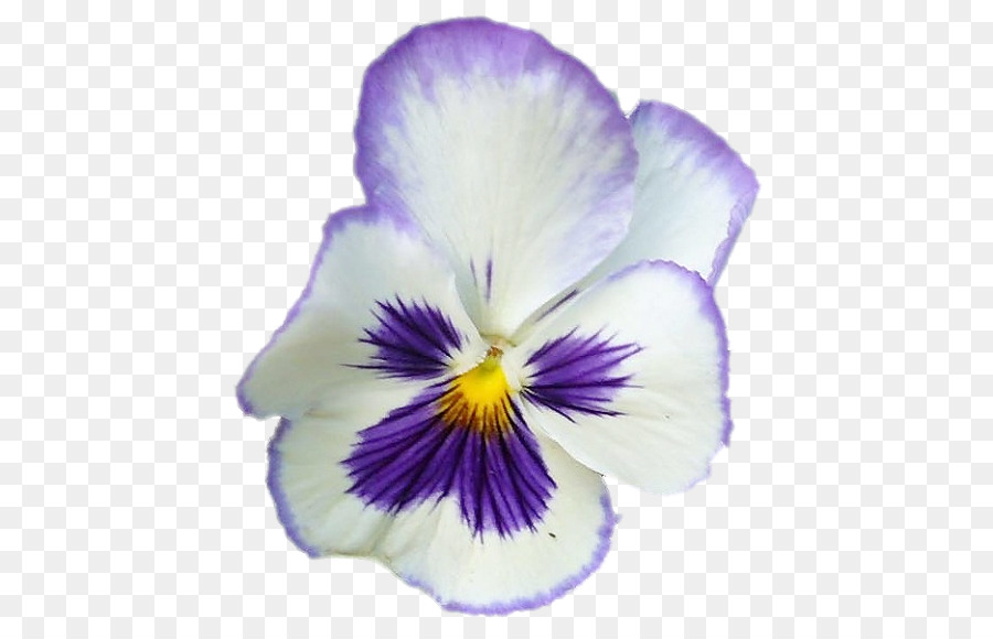 Pansy Violet Hoa Di Động Mạng Đồ Họa Cánh - viola bong bóng