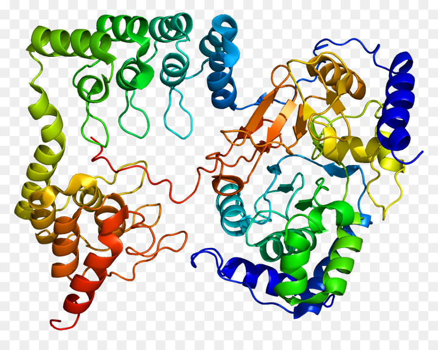 Myosin-light-chain-phosphatase PPP1R12A MYLK Protein-phosphatase 1 PPP1CB - 