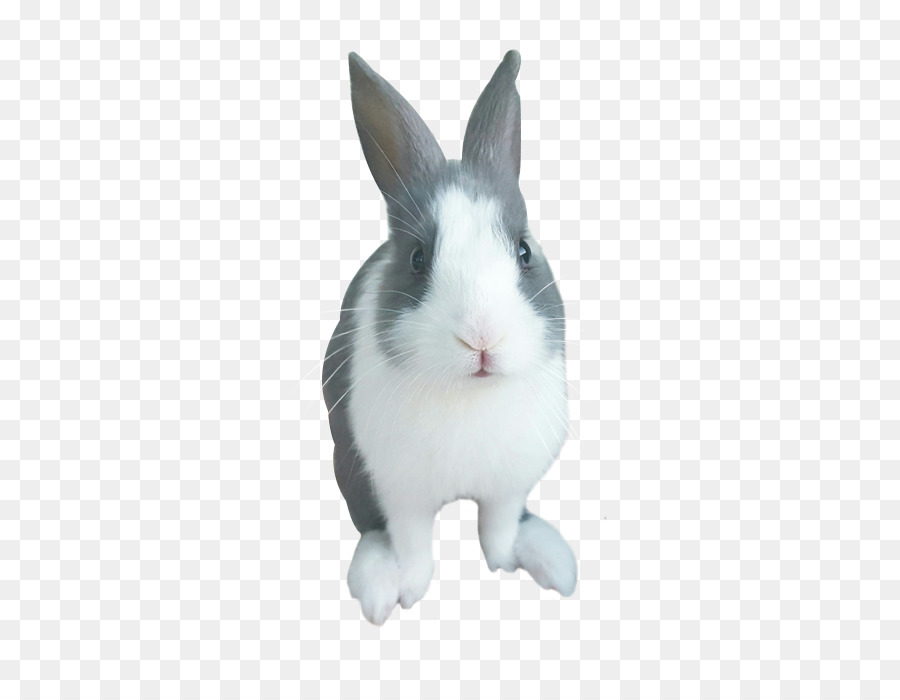 Heimische Kaninchen Schnurrhaare Schnauze - Jowar