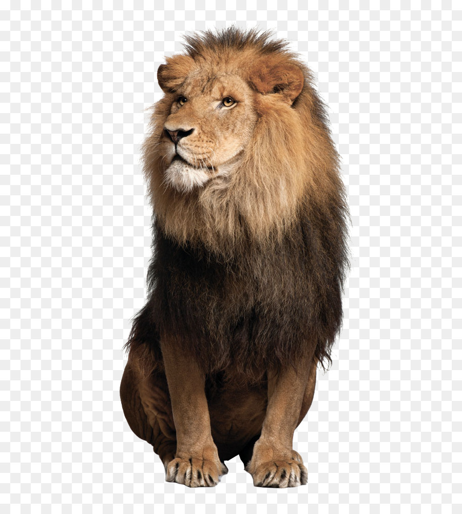 Sư tử Jaguar họ mèo Xưa Chứng nhiếp ảnh - sư tử