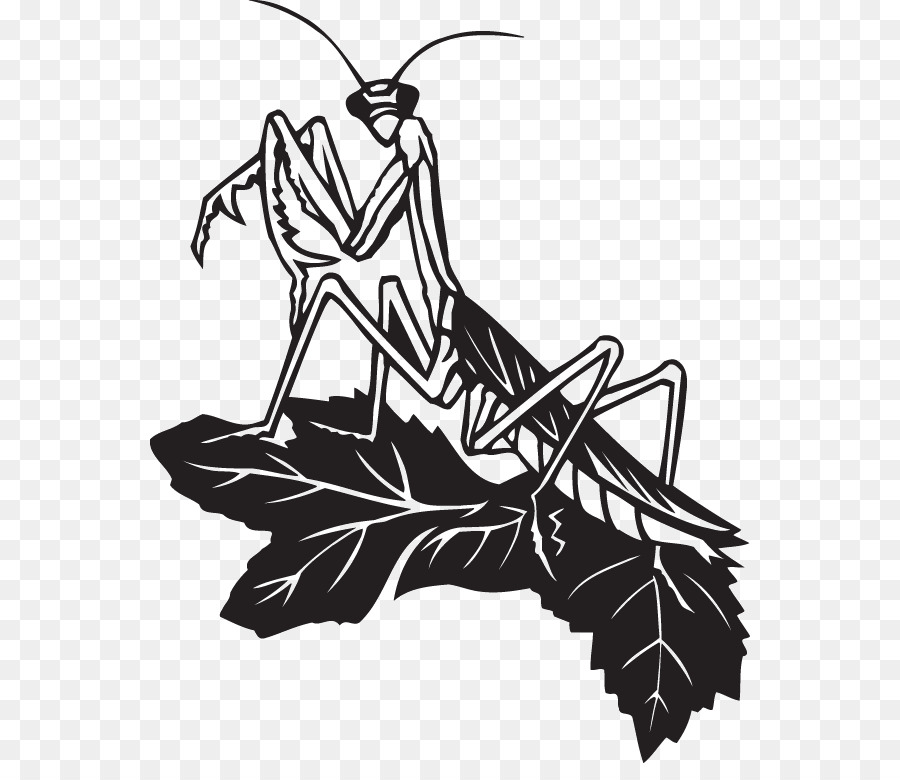 Insekt Mantis Stock-Fotografie-Illustration-clipart - Insekt